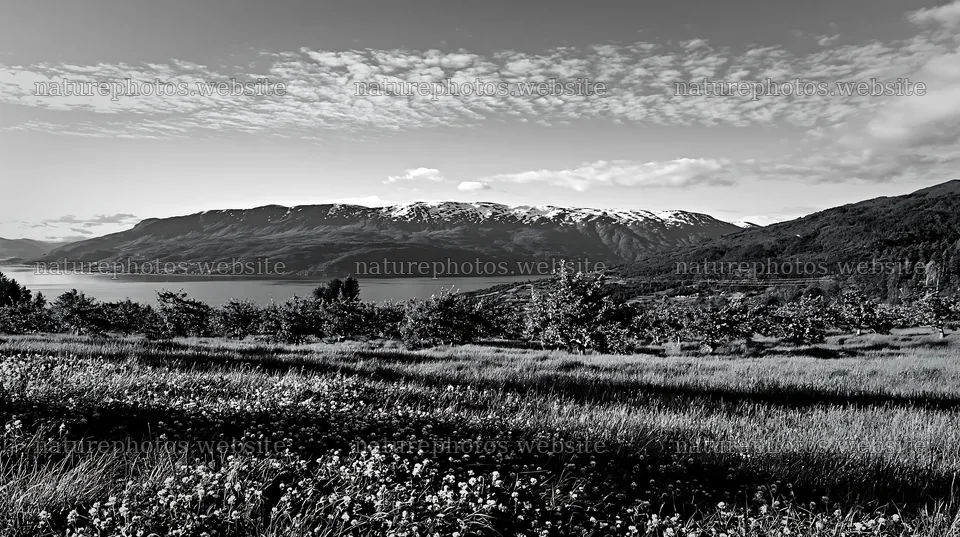 Clover apple meadow with mountains and water in background – nature photos 10608x5938