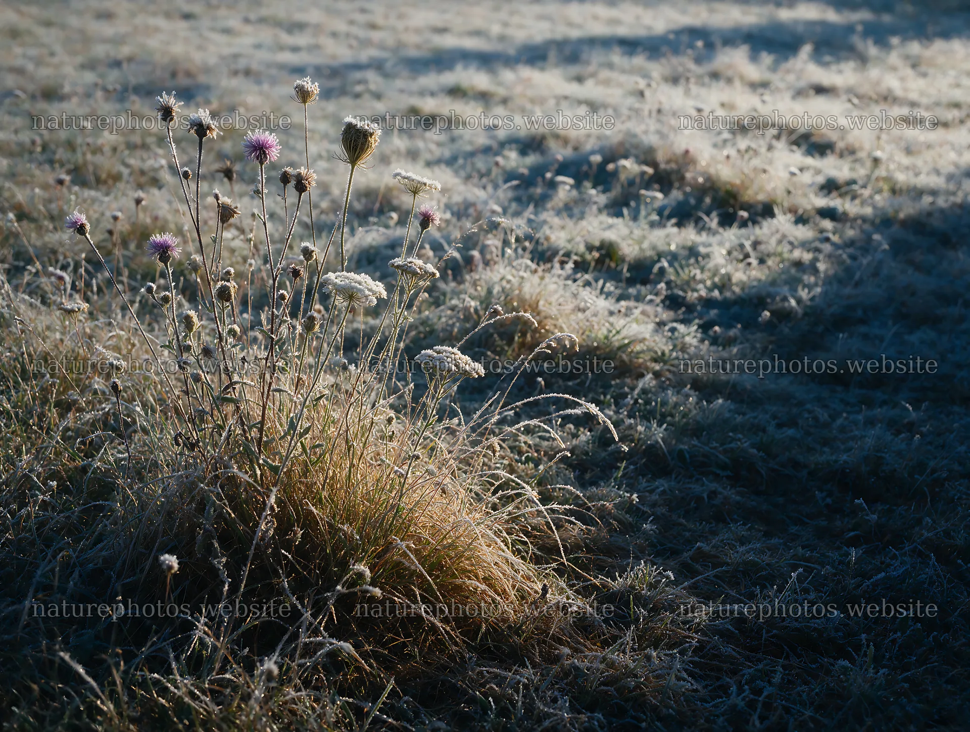 Biodiverse meadow with frost-covered plants in sunlight – nature photos 9134x6898