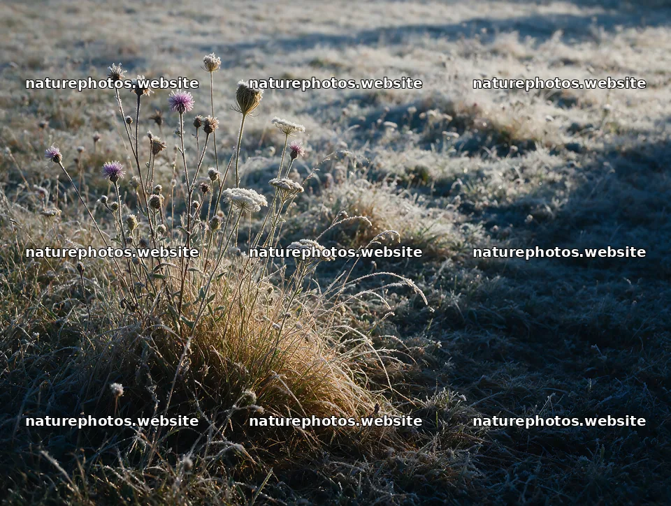 Biodiverse meadow with frost-covered plants in sunlight – nature photos 9134x6898