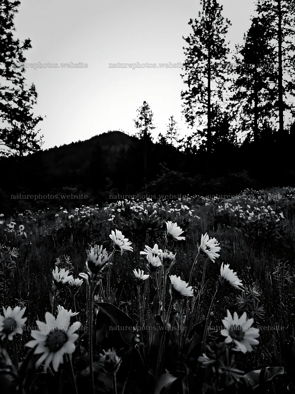 Pine forest meadow with flowers at dusk – nature photos 6866x9174