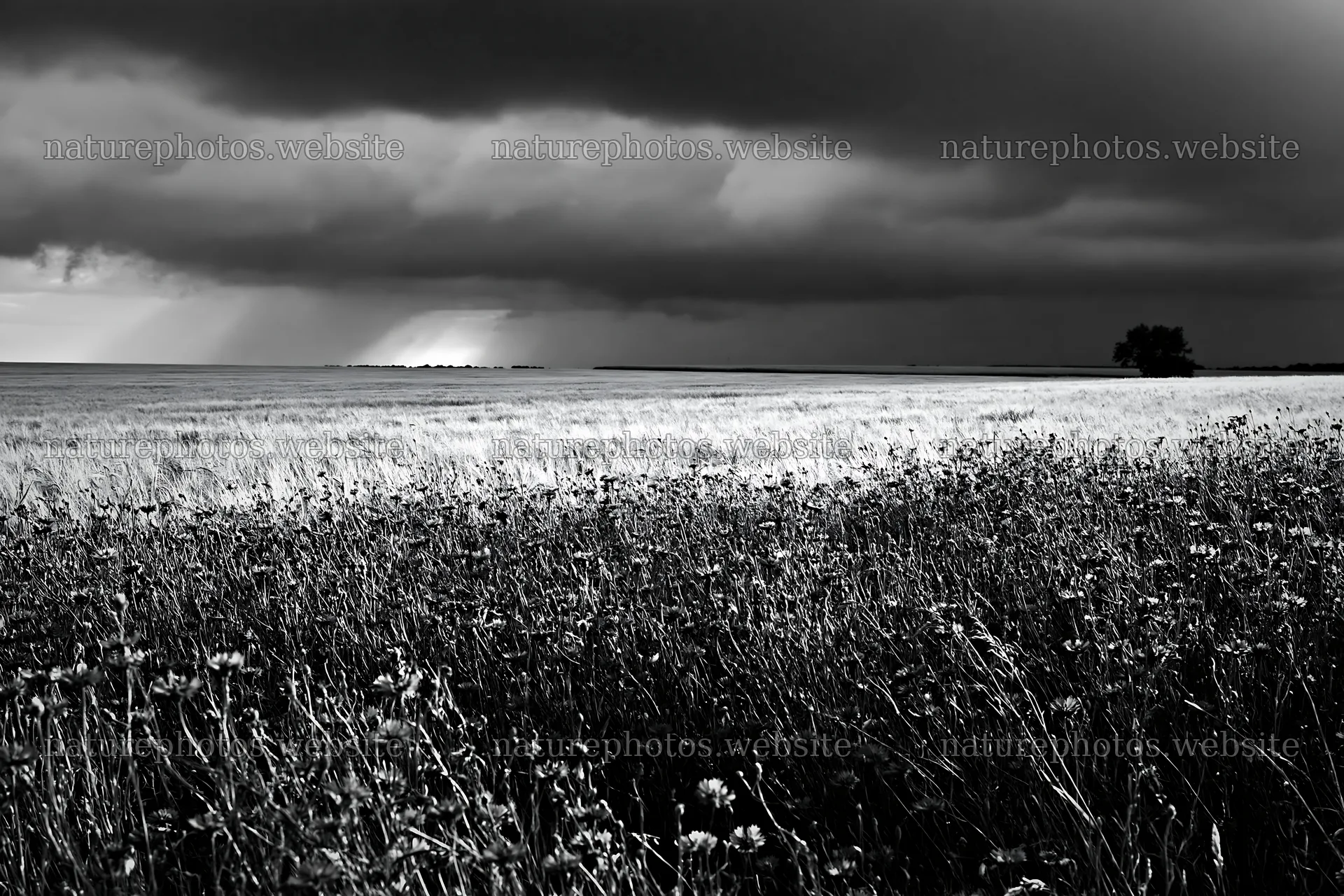 Cornflower meadow under stormy sky with dark clouds – nature photos 9722x6480