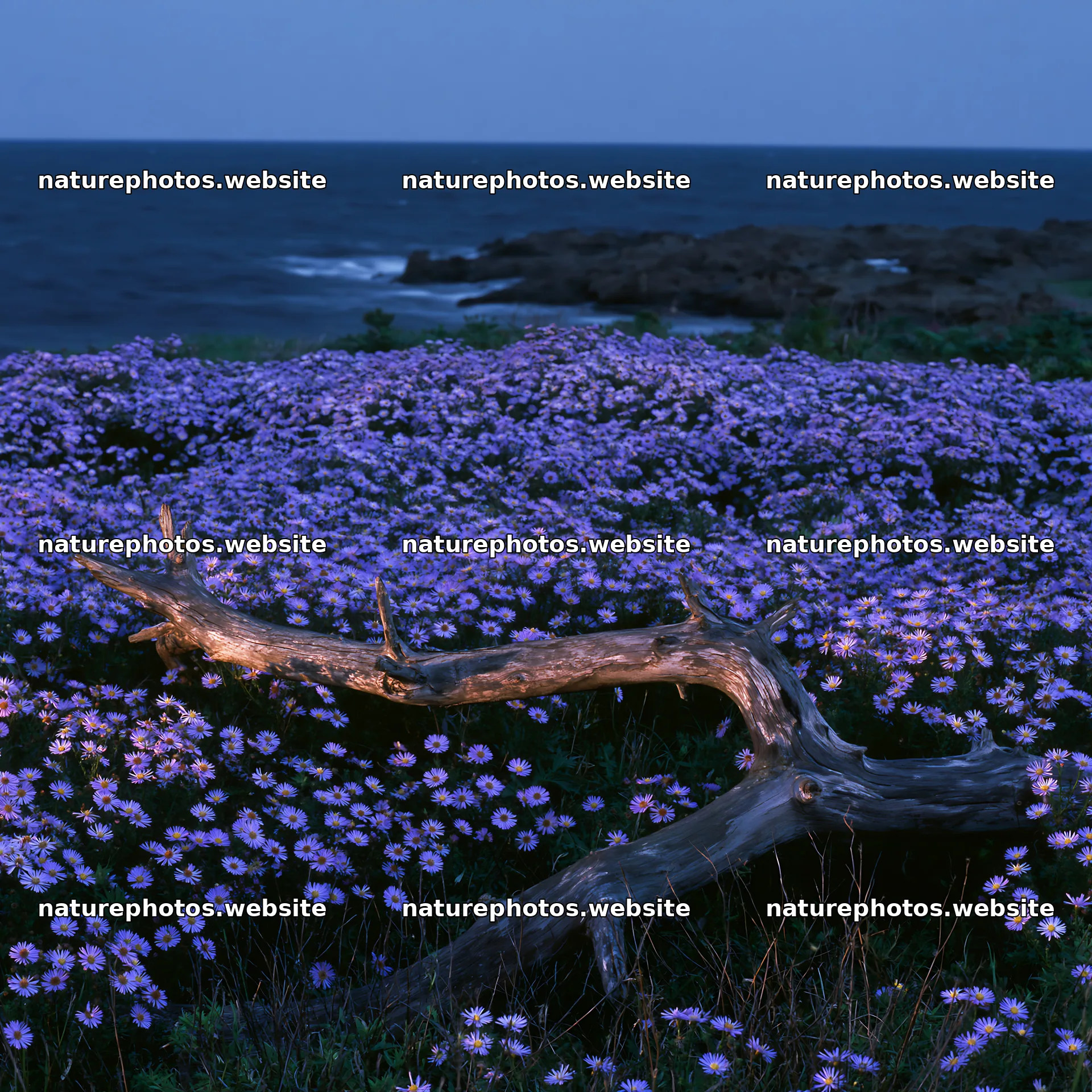 Chiba coastal climate meadow with driftwood by the ocean – nature photos 7938x7938