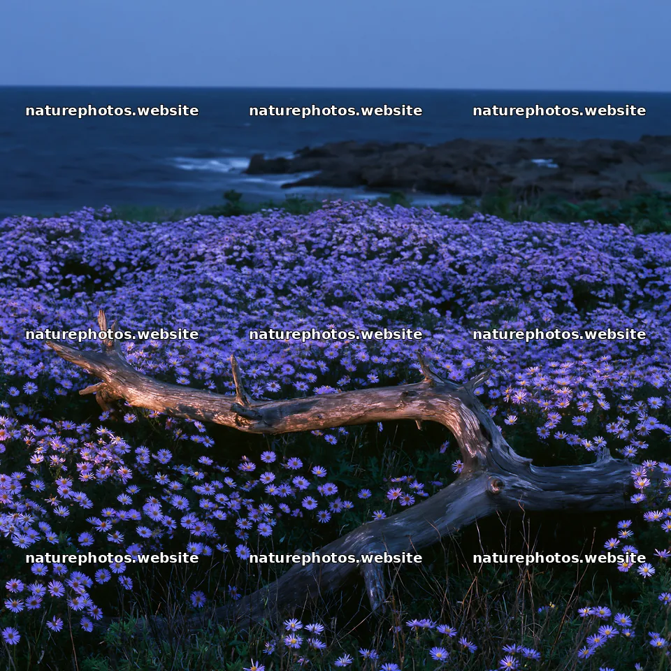 Chiba coastal climate meadow with driftwood by the ocean – nature photos 7938x7938