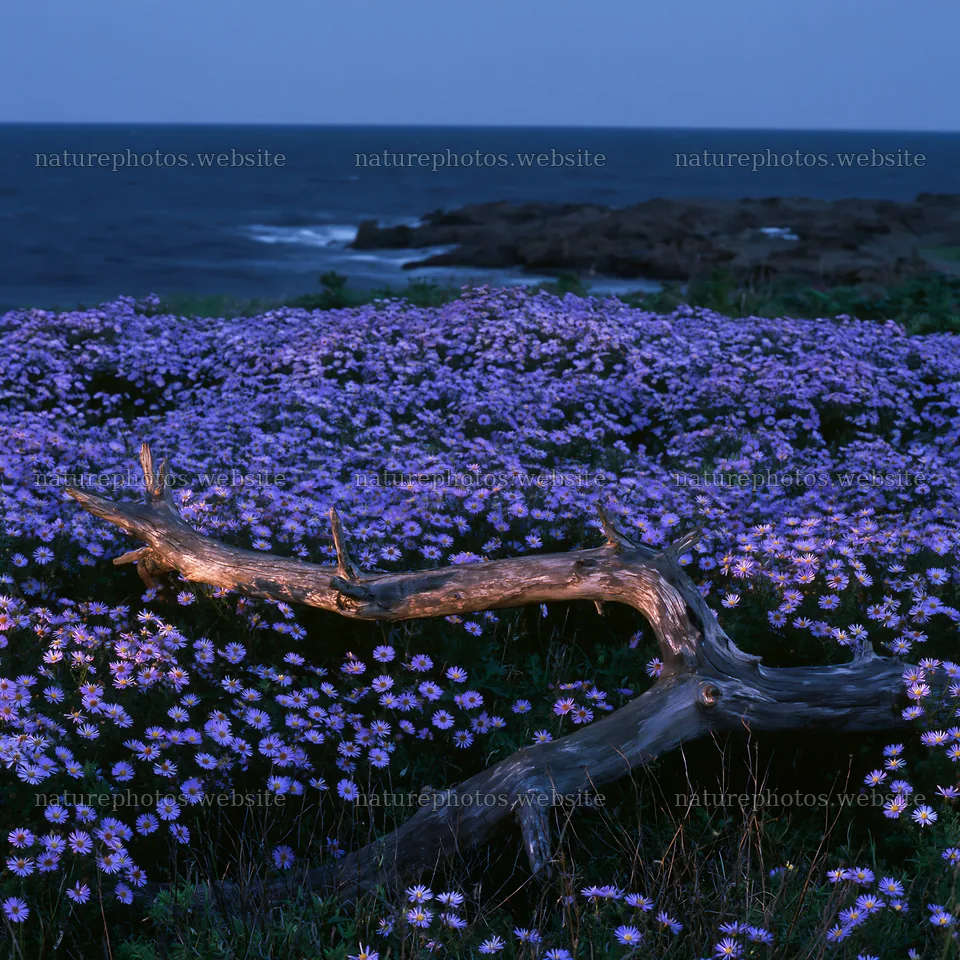 Chiba coastal climate meadow with driftwood by the ocean – nature photos 7938x7938