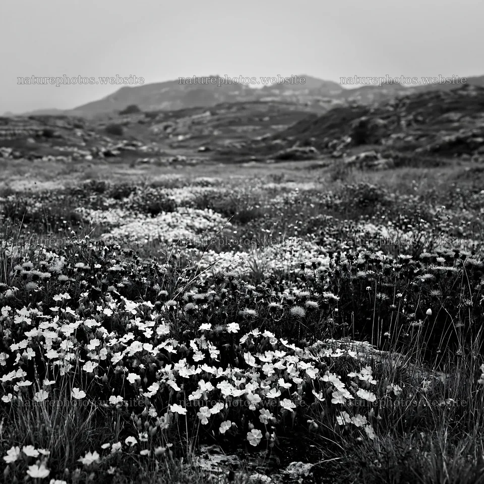Cloudy limestone wildflower meadow with hills in the background – nature photos 7938x7938