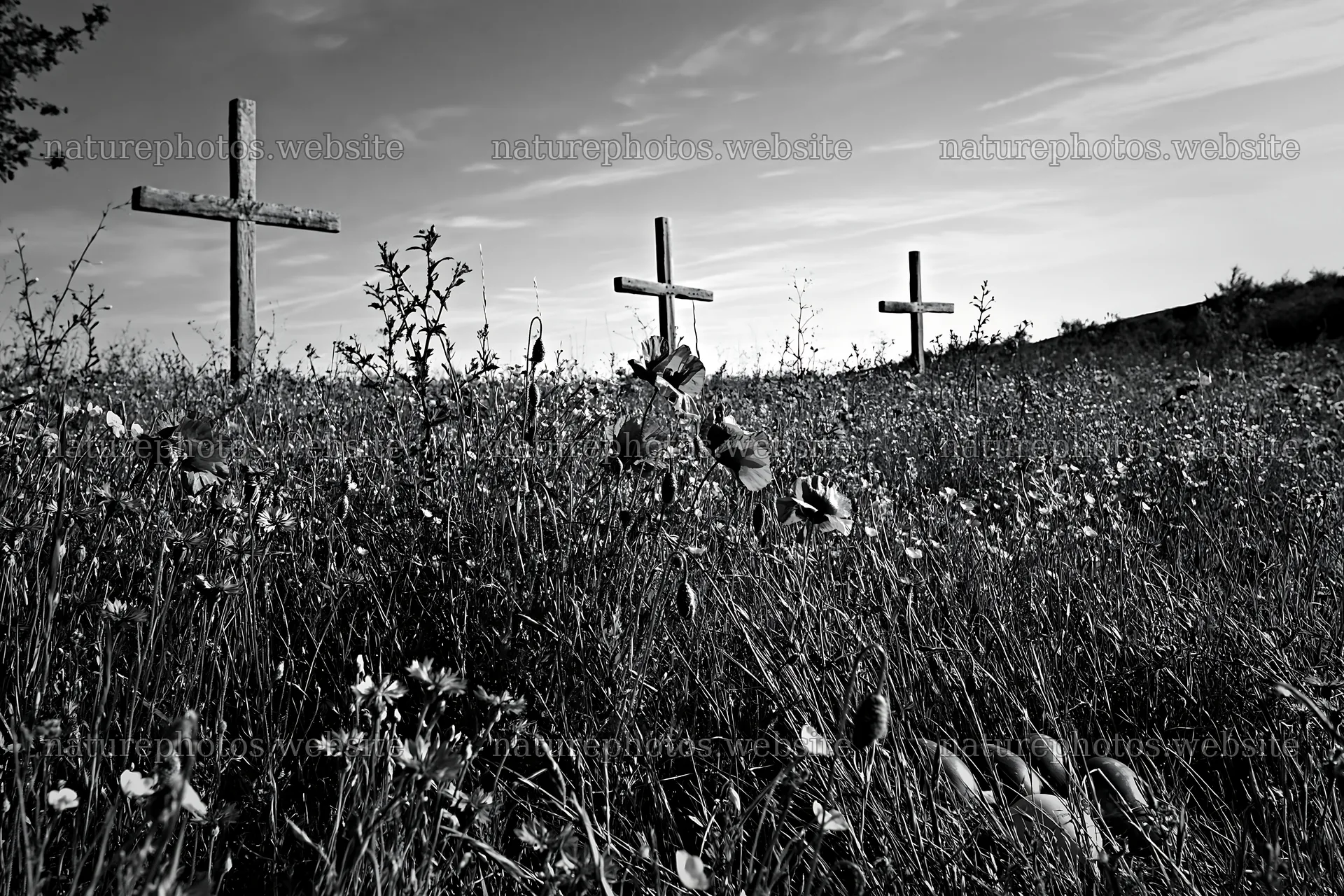 Christian crosses in meadow with wildflowers – nature photos 9722x6480