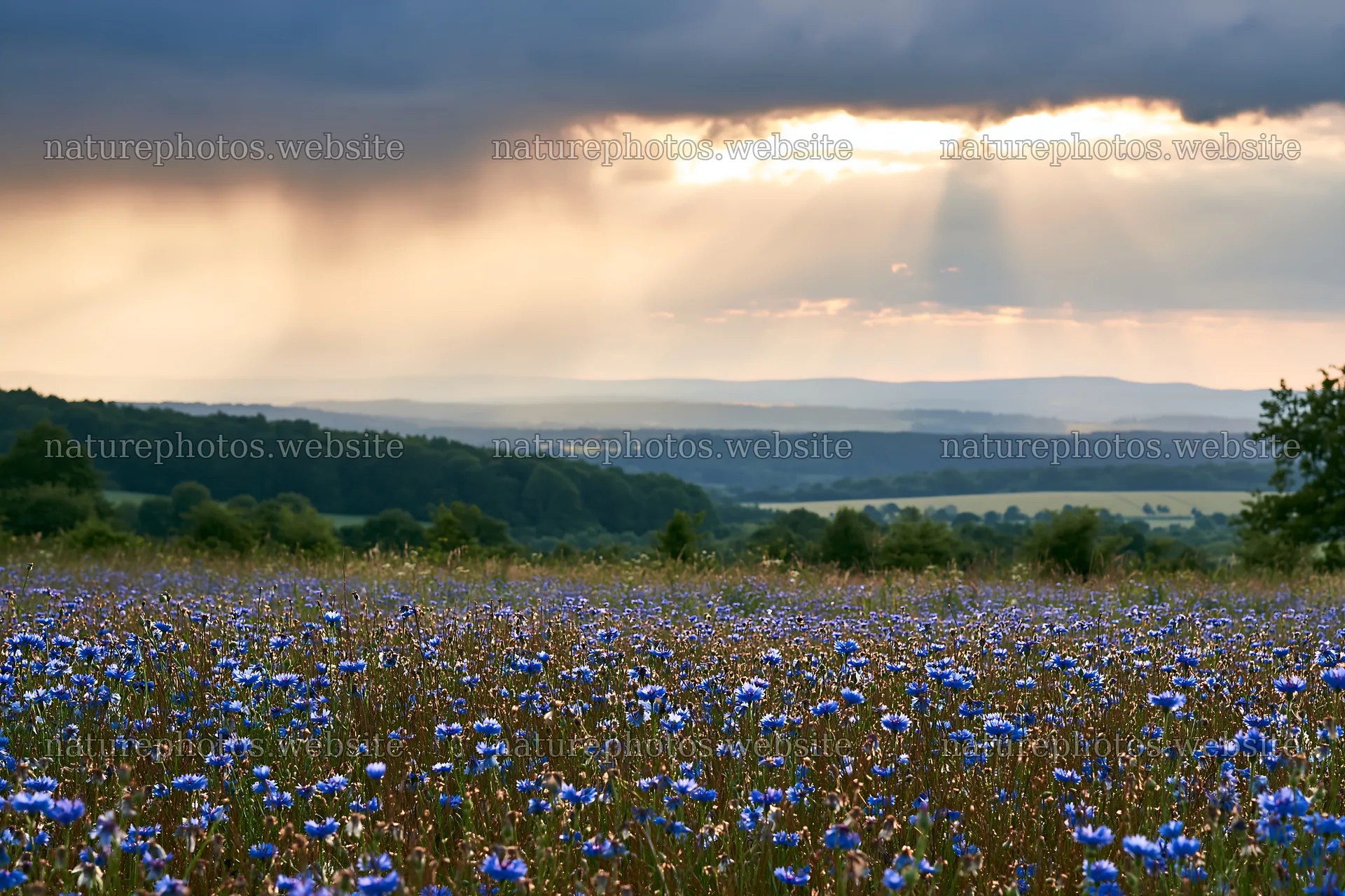 Cornflower meadow website header image with clouds and sunlight – nature photos 9722x6480