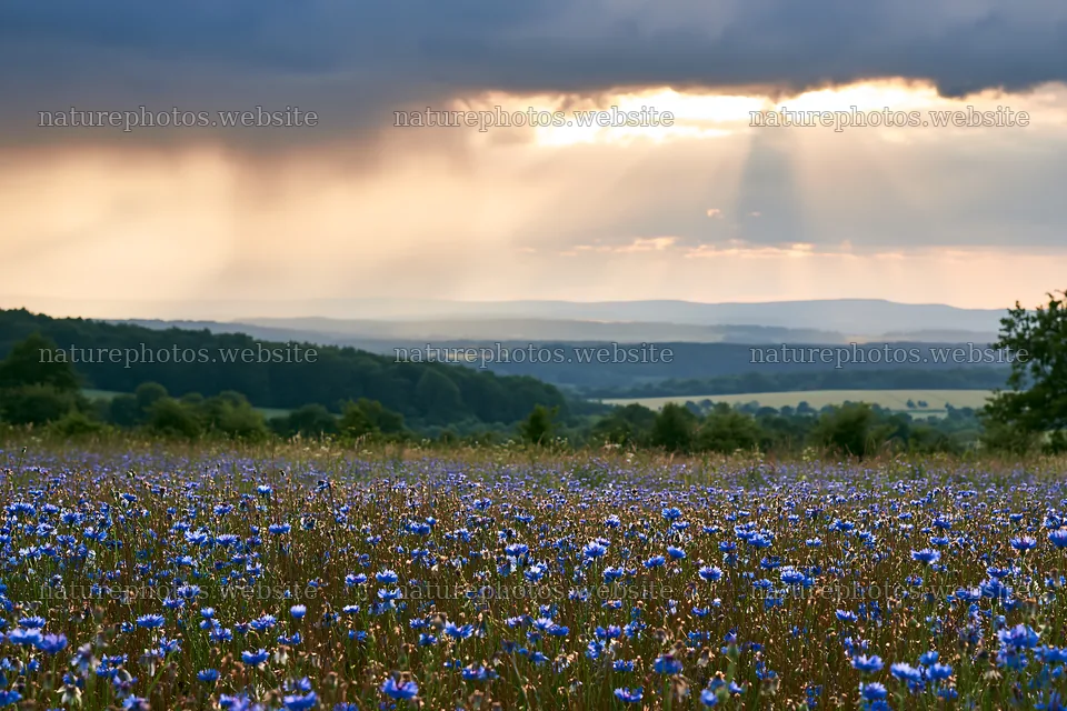 Cornflower meadow website header image with clouds and sunlight – nature photos 9722x6480
