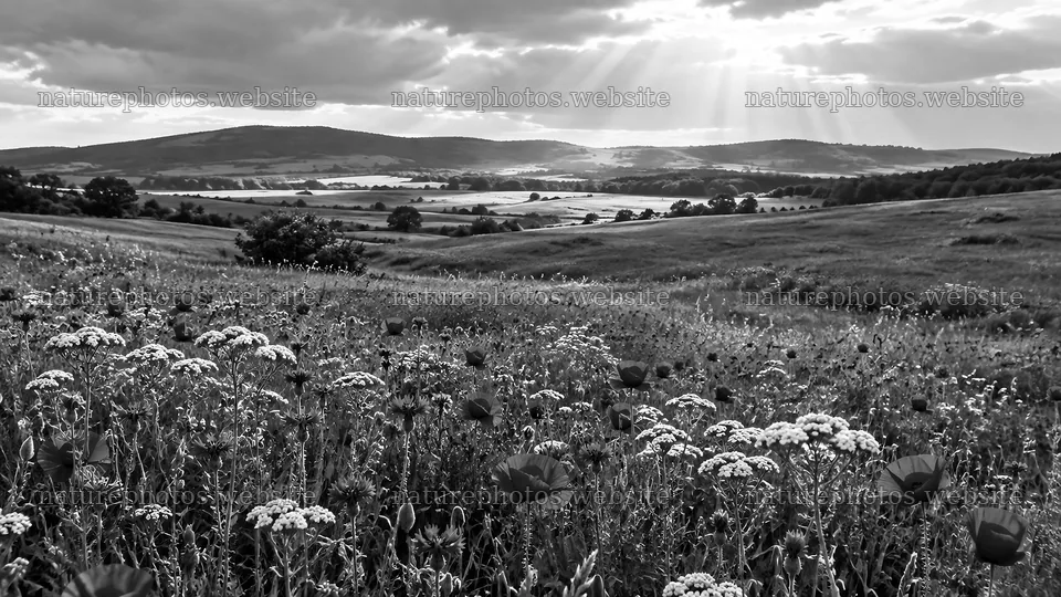 Flowering Meadow and Rolling Hills in Black and White – nature photos 10324x5812