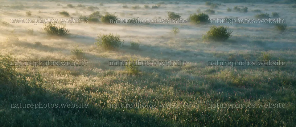 Rewilding meadow with mist and shrubs in early morning light – nature photos 12094x5210