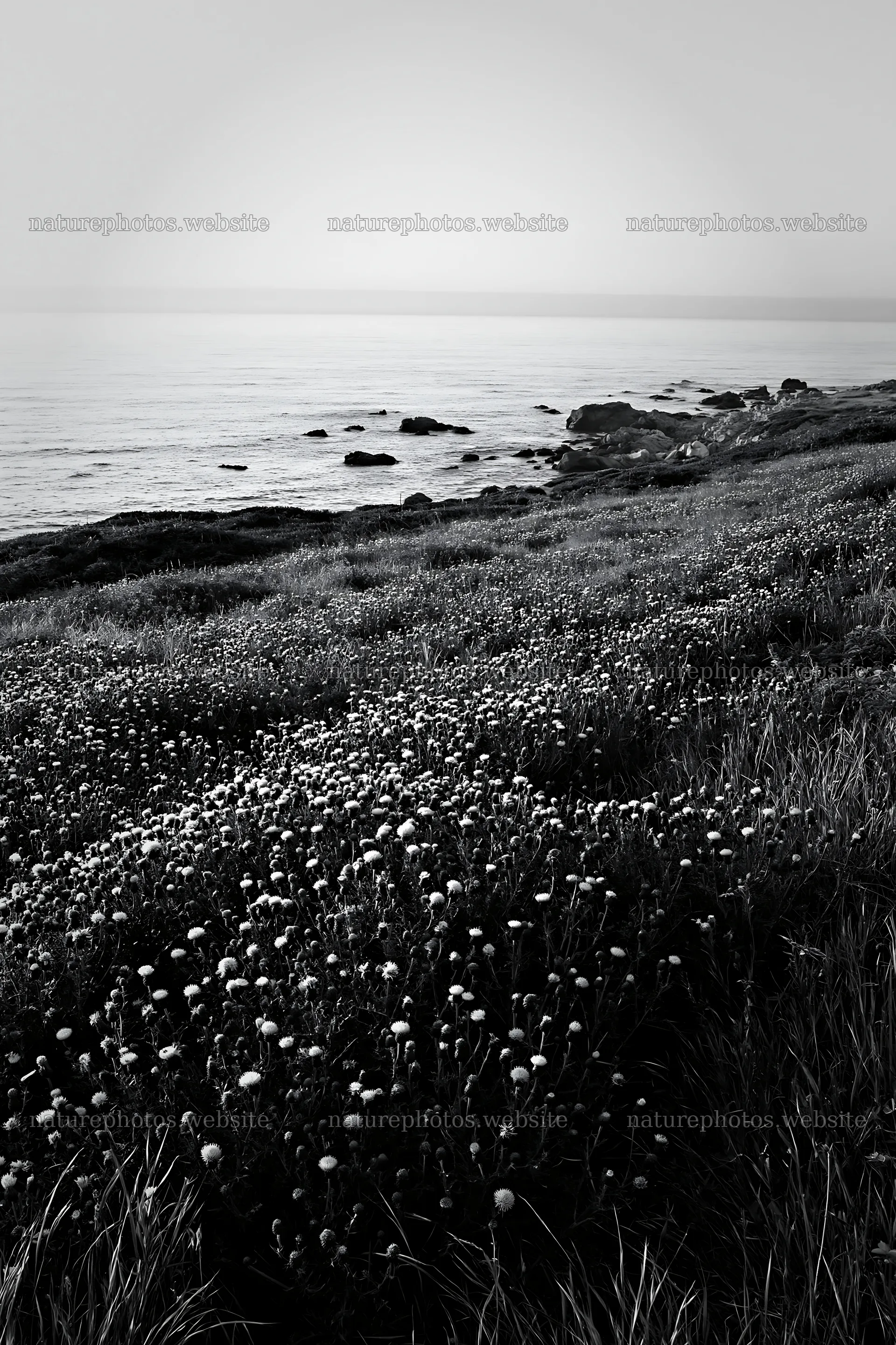 Violet knapweed meadow by the ocean at dusk – nature photos 6480x9722