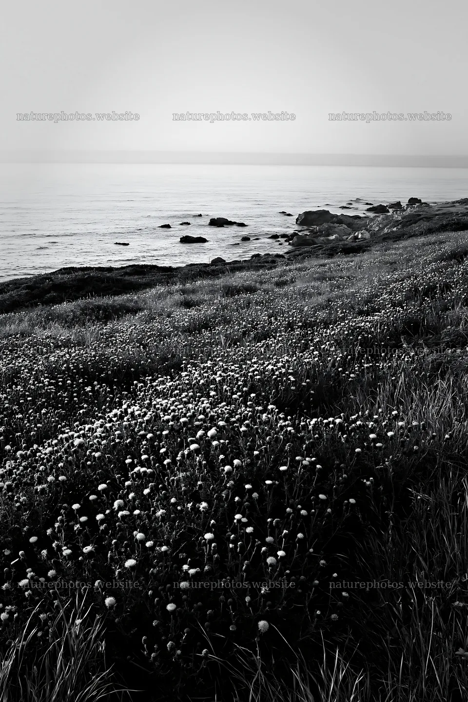 Violet knapweed meadow by the ocean at dusk – nature photos 6480x9722