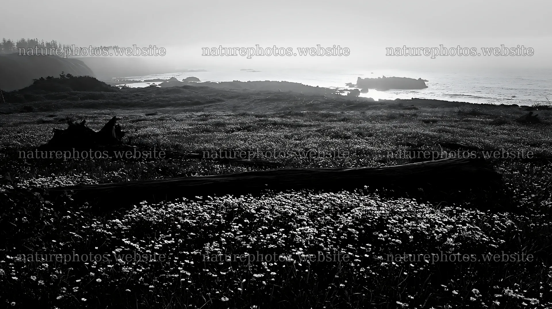 Ishikawa coastal meadow with storm washed driftwood – nature photos 10608x5938