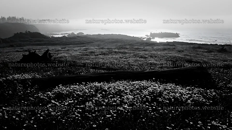 Ishikawa coastal meadow with storm washed driftwood – nature photos 10608x5938