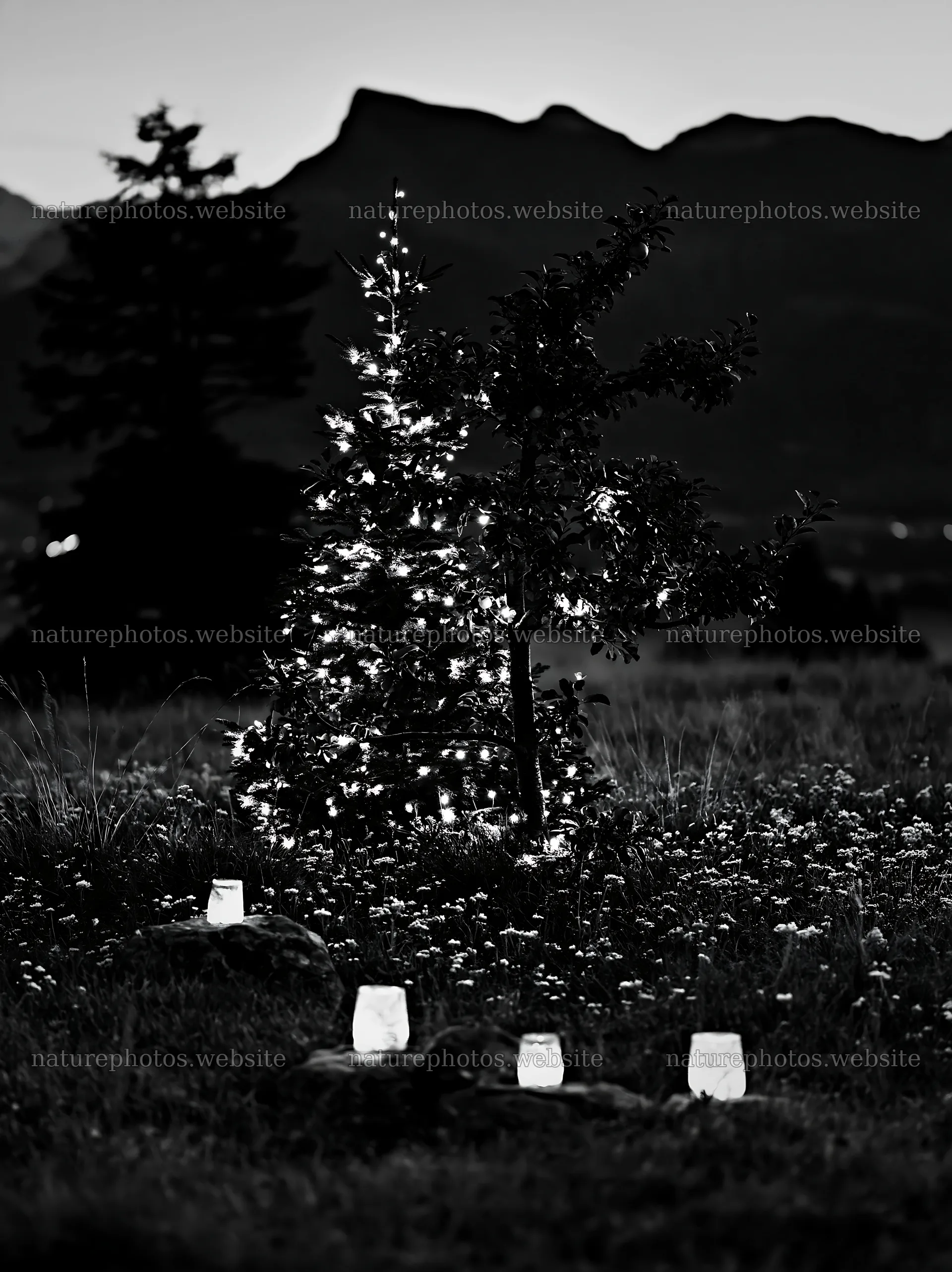 Christmas apple tree with lanterns in meadow at night – nature photos 6866x9174