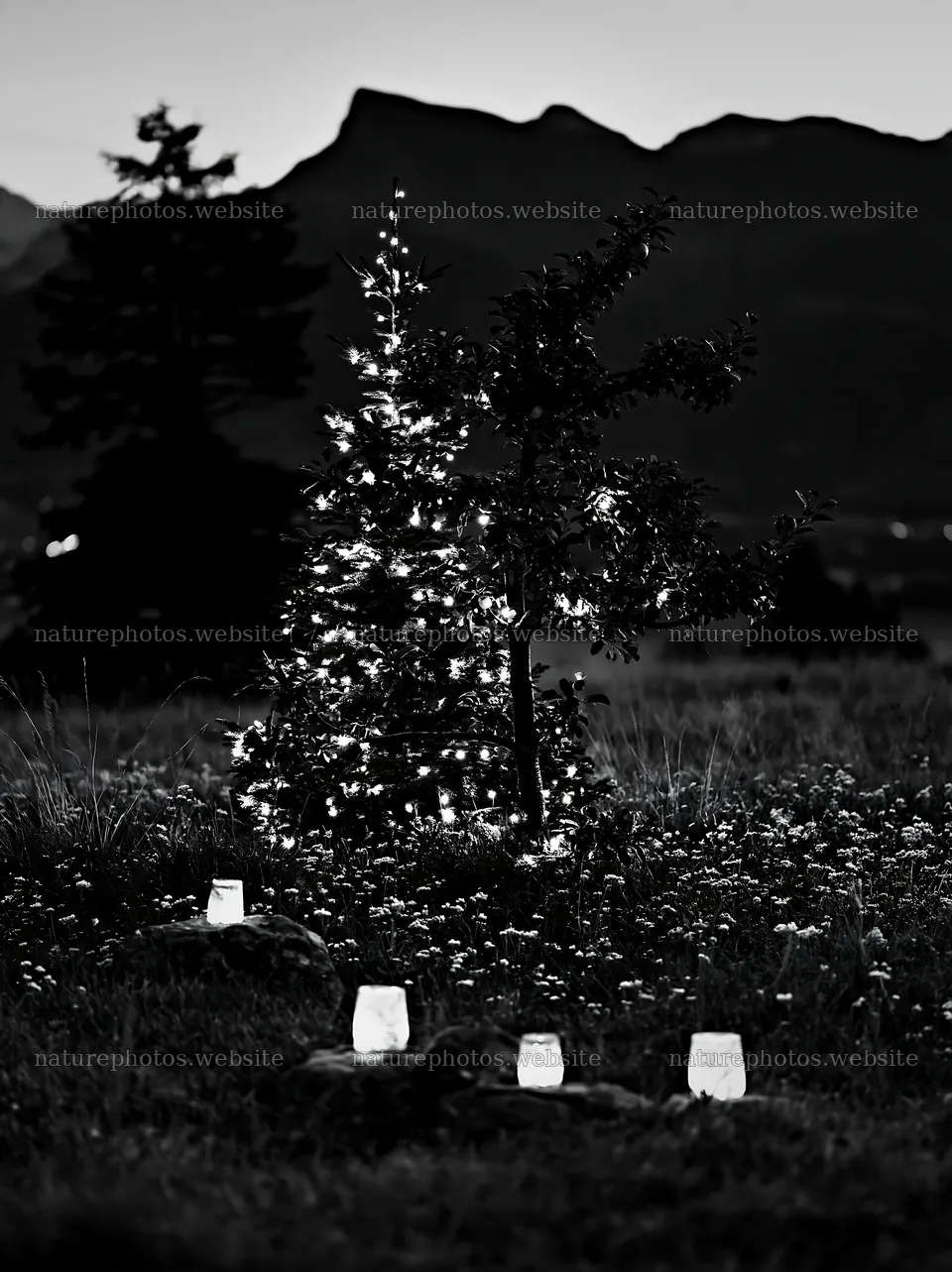 Christmas apple tree with lanterns in meadow at night – nature photos 6866x9174