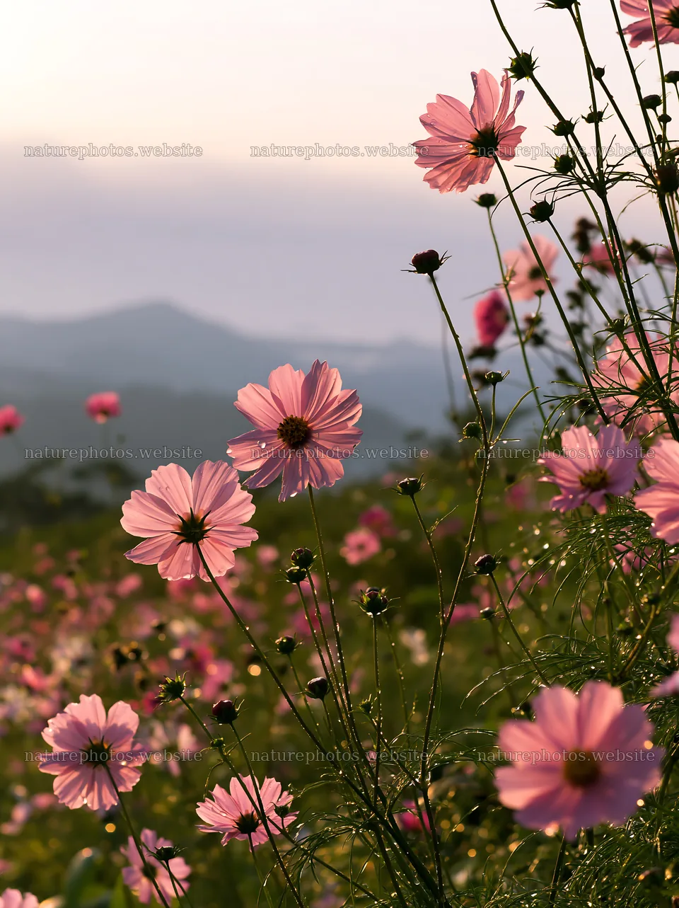 Shizuoka seasonal meadow with flowers after heavy rain – nature photos 6866x9174
