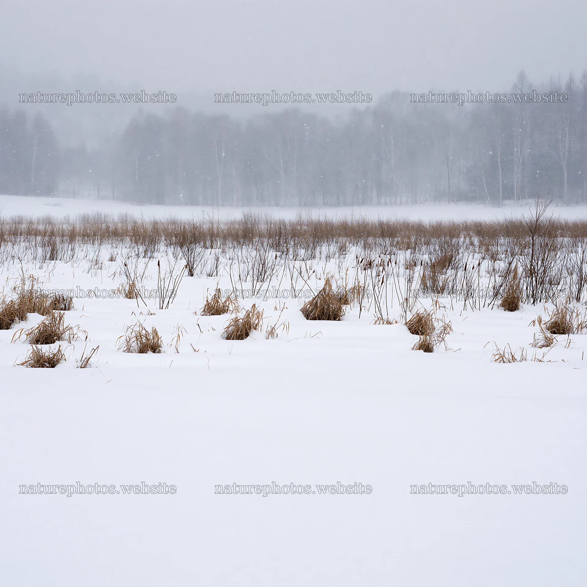 Snowbound meadow with sparse grass in a winter landscape – nature photos 7938x7938