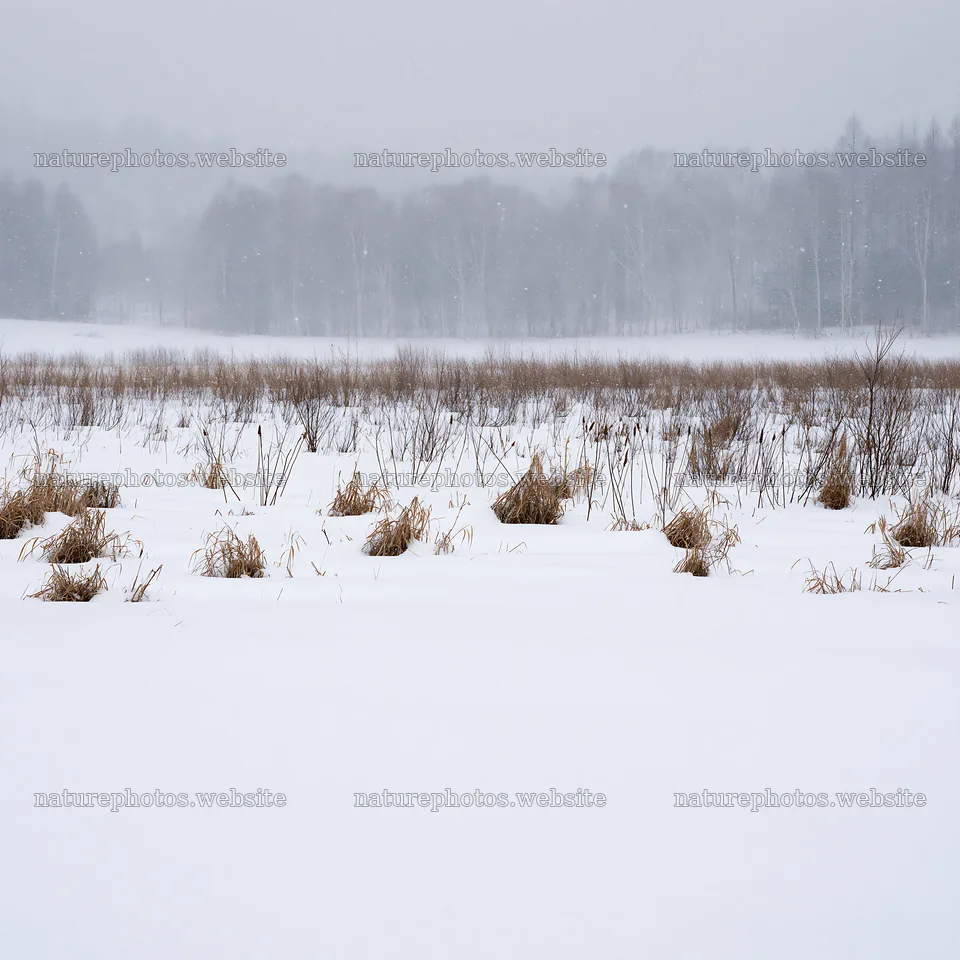 Snowbound meadow with sparse grass in a winter landscape – nature photos 7938x7938