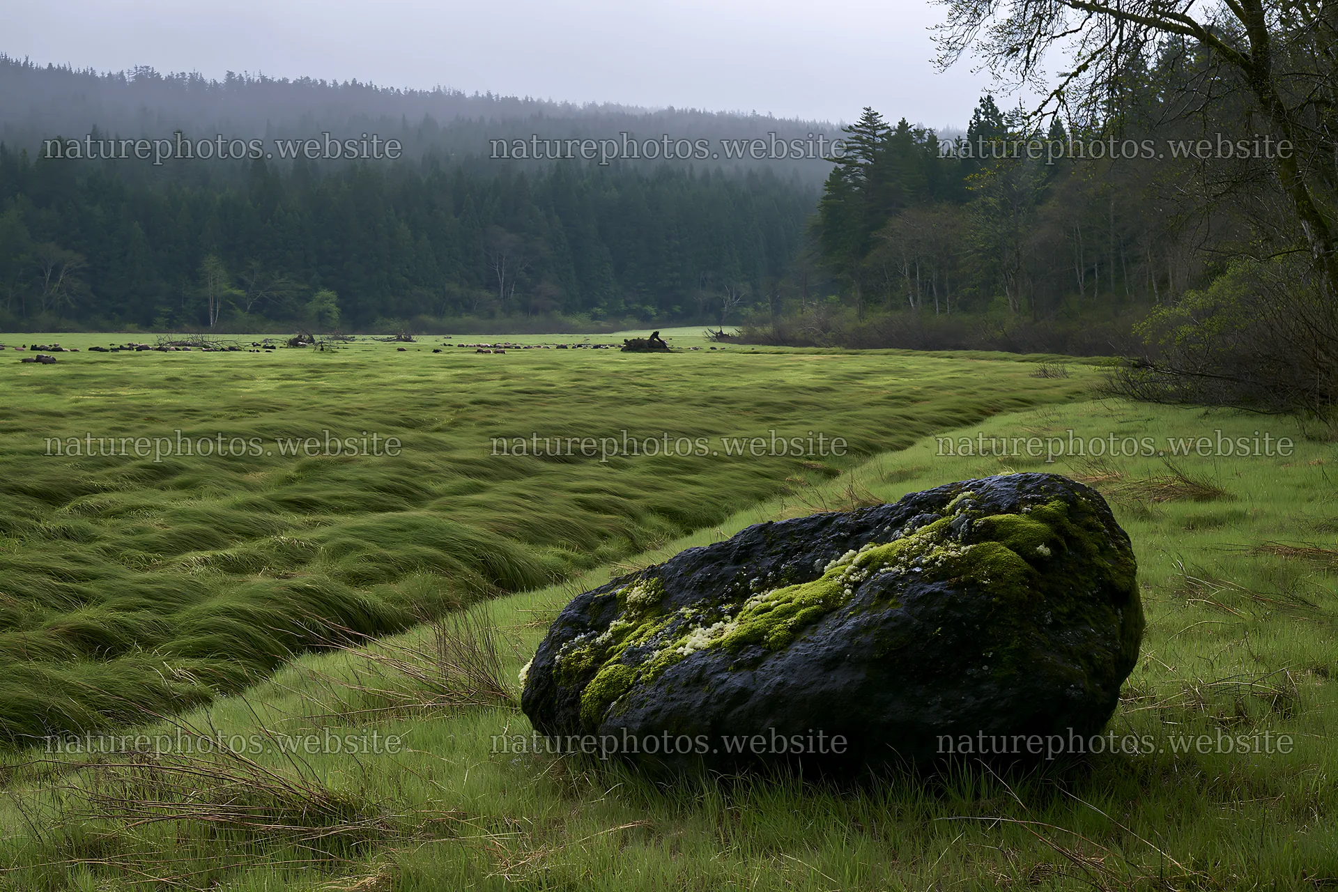 Miyagi spring recovery meadow mossy stone in green landscape – nature photos 9722x6480