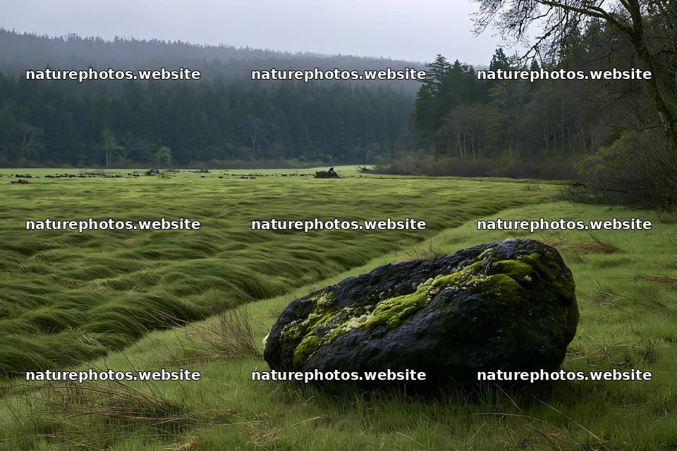 Miyagi spring recovery meadow mossy stone in green landscape – nature photos 9722x6480