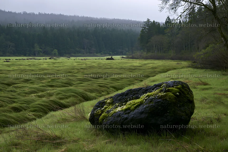 Miyagi spring recovery meadow mossy stone in green landscape – nature photos 9722x6480
