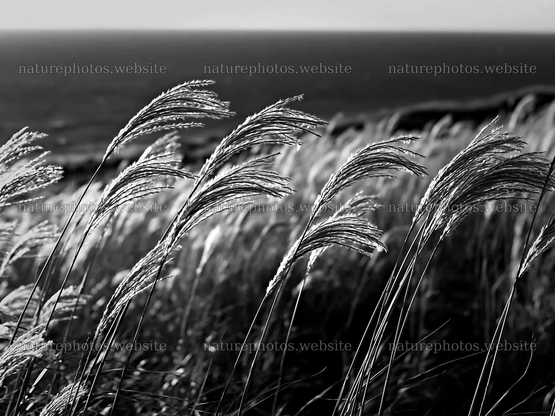Climate-resilient Hokkaido silver grass meadow seedheads sway in wind – nature photos 9174x6866