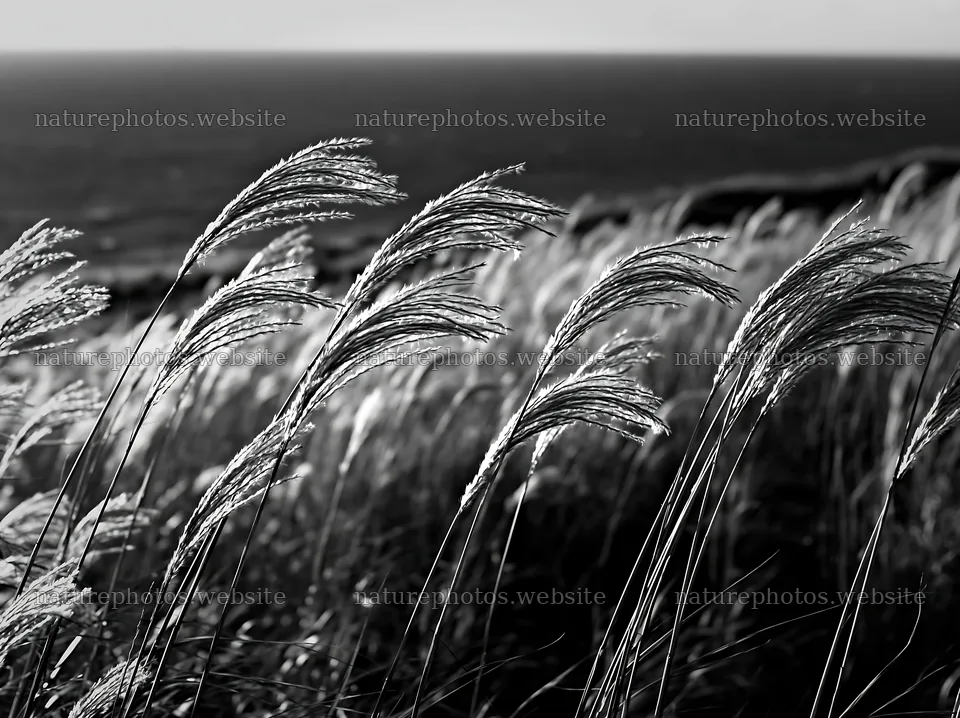 Climate-resilient Hokkaido silver grass meadow seedheads sway in wind – nature photos 9174x6866
