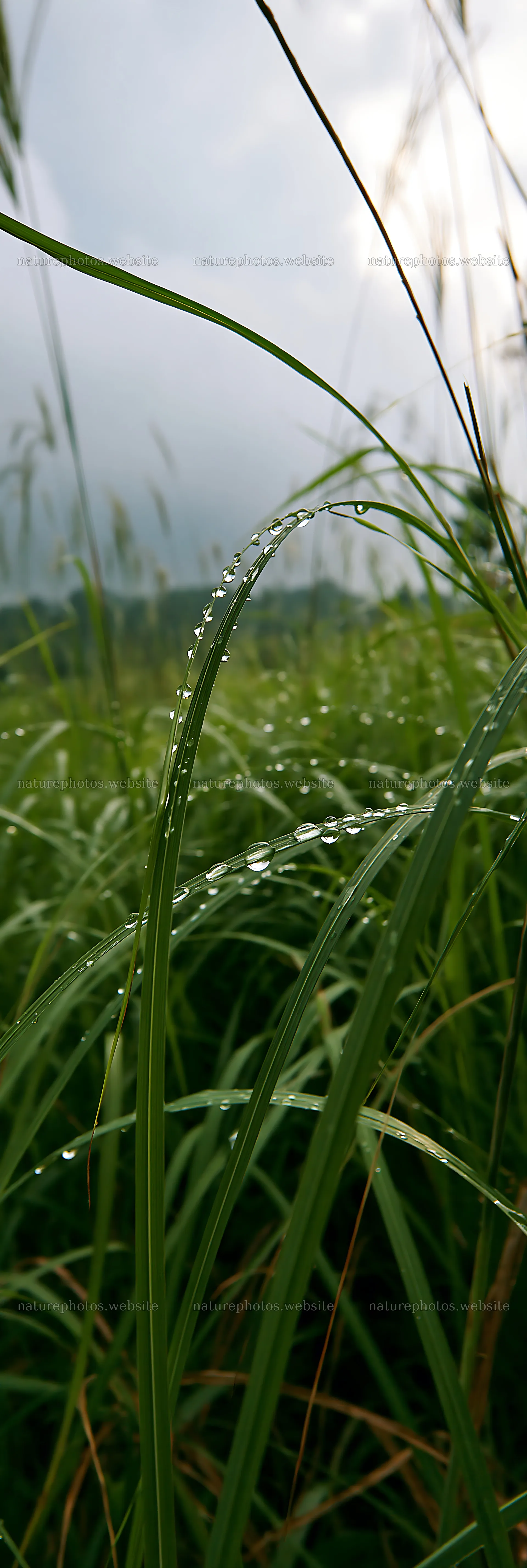 Fukui native grass meadow with rain droplets on blades – nature photos 4602x13690