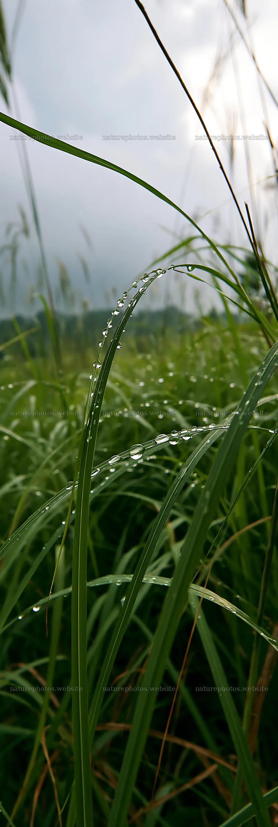 Fukui native grass meadow with rain droplets on blades – nature photos 4602x13690