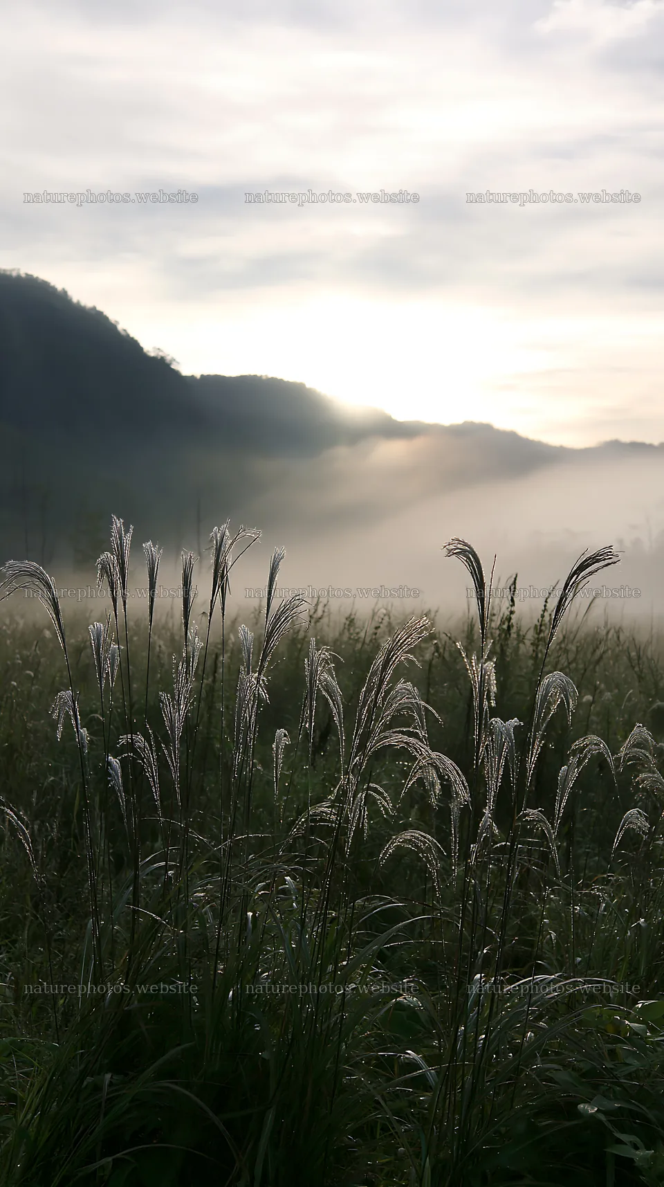 Climate-resilient Hokkaido silver grass meadow seedheads in mist – nature photos 5938x10608