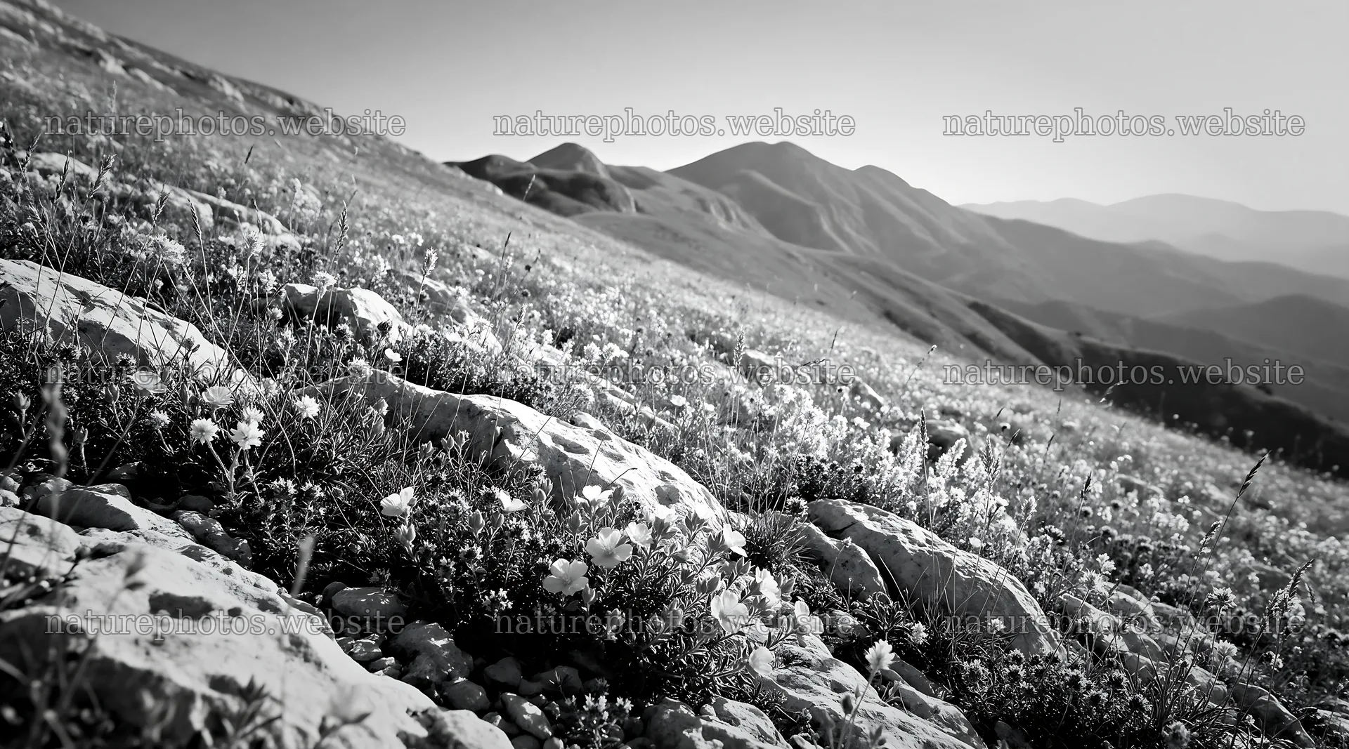 Sunny limestone meadow with distant mountains – nature photos 10648x5916