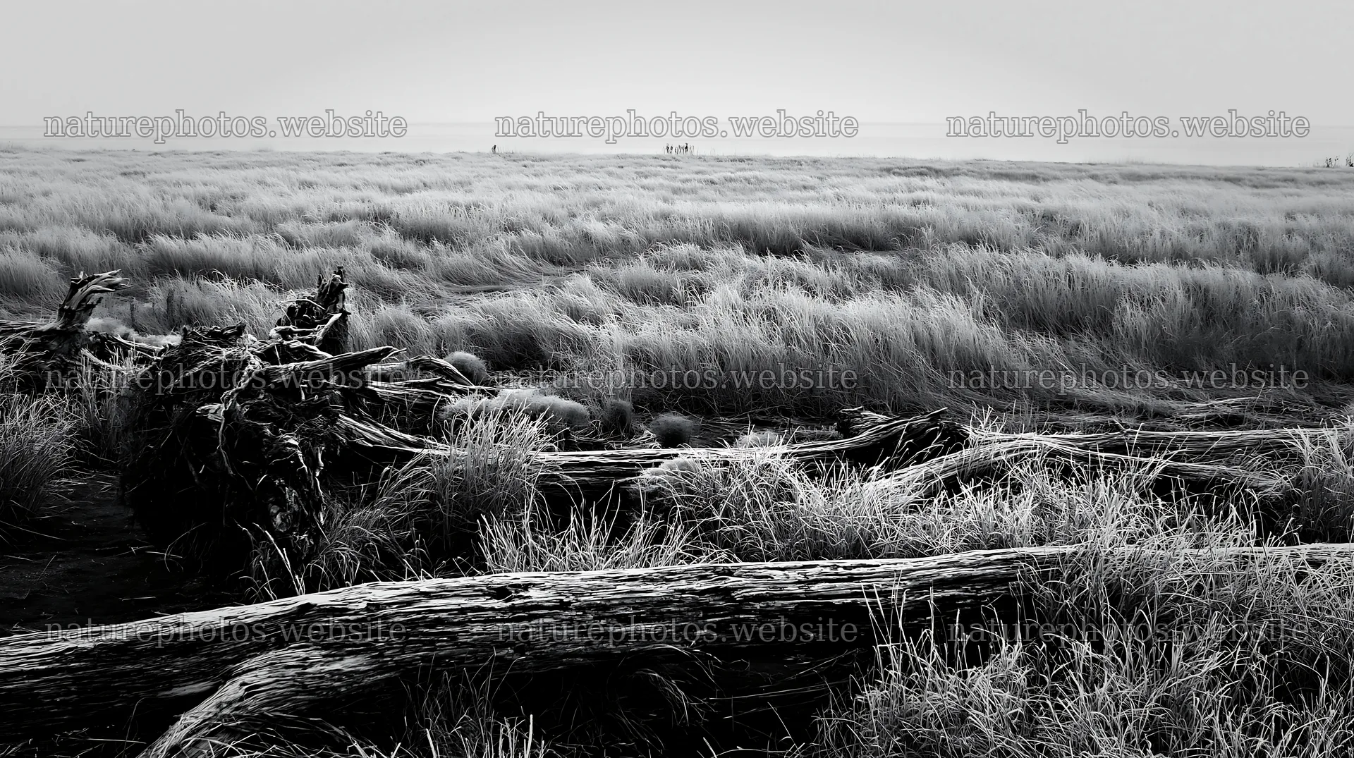 Chiba coastal climate meadow with driftwood in the foreground – nature photos 10608x5938