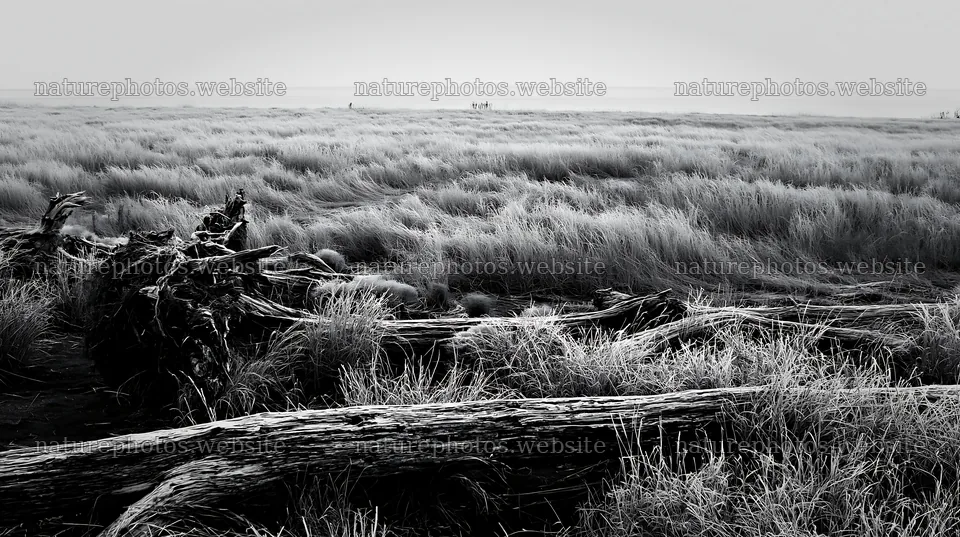 Chiba coastal climate meadow with driftwood in the foreground – nature photos 10608x5938