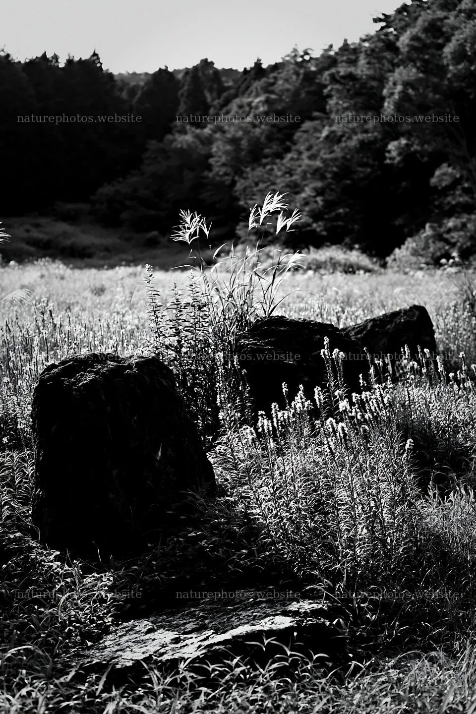 Kanagawa heat resilient meadow volcanic stones surrounded by flowers – nature photos 6480x9722