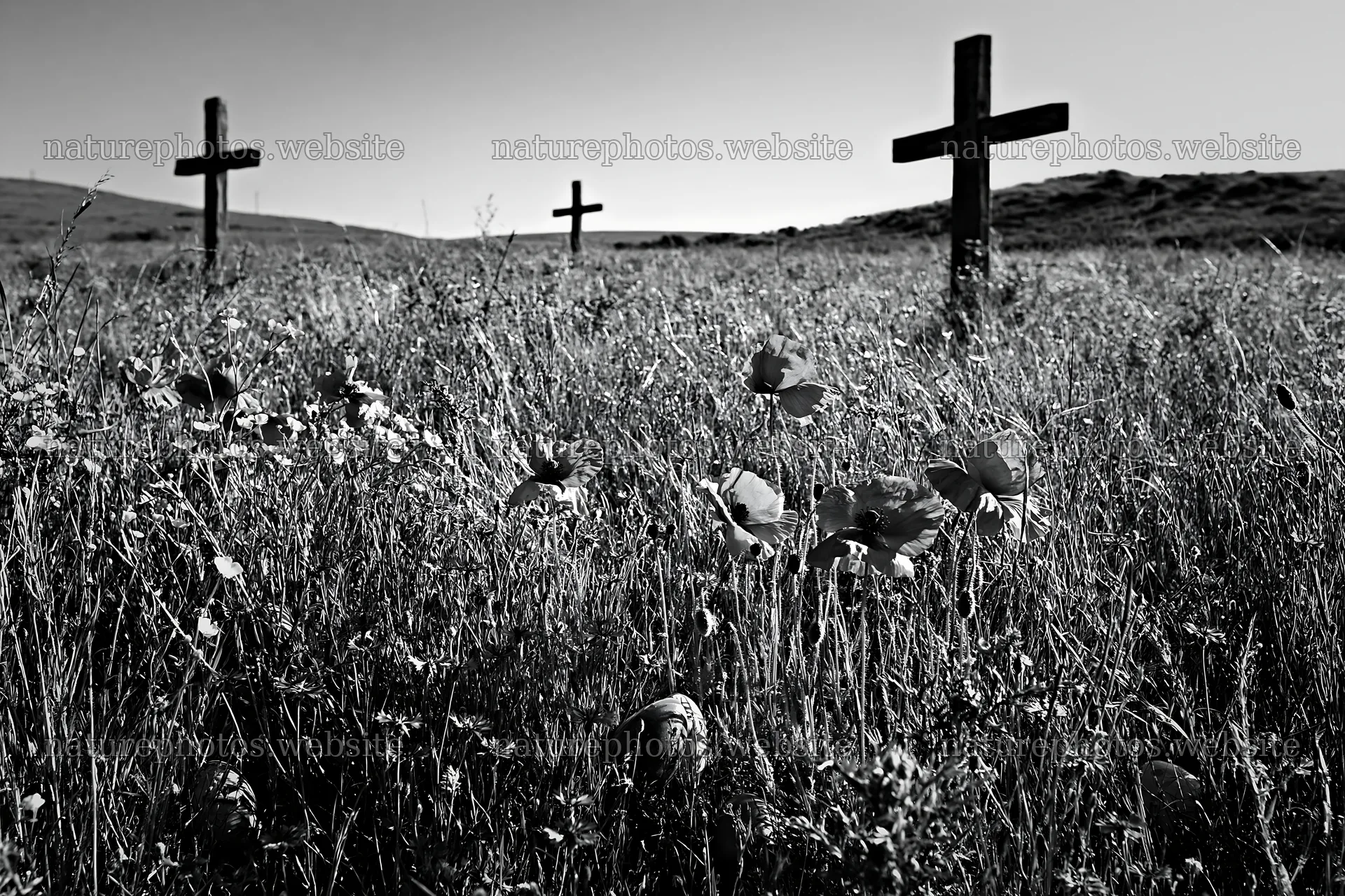 Christian crosses in meadow with flowers and grass – nature photos 9722x6480
