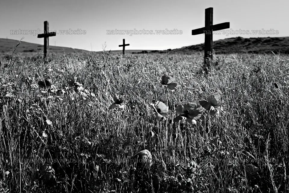 Christian crosses in meadow with flowers and grass – nature photos 9722x6480