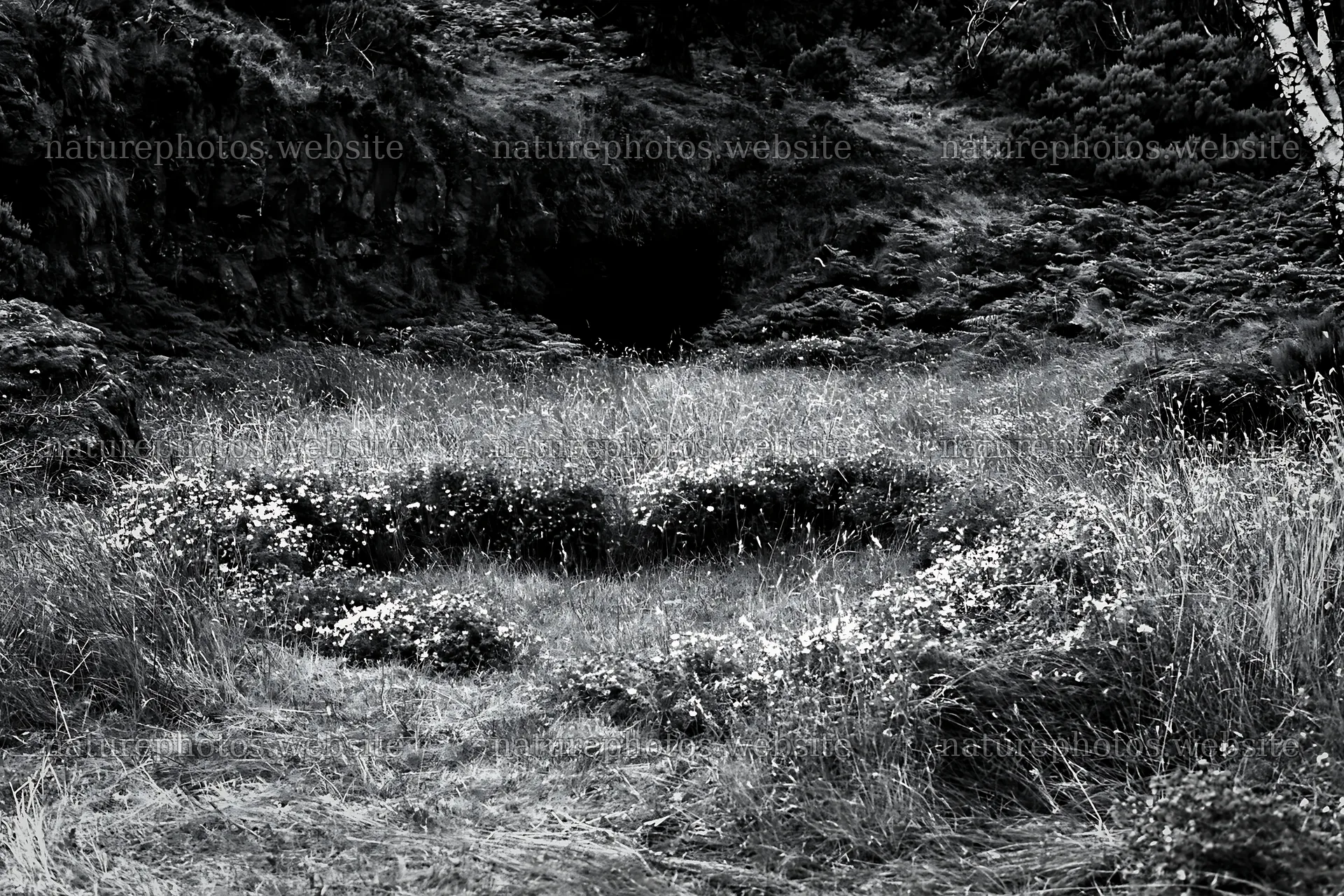 Christmas tree beyond cave in meadow with wildflowers – nature photos 9722x6480