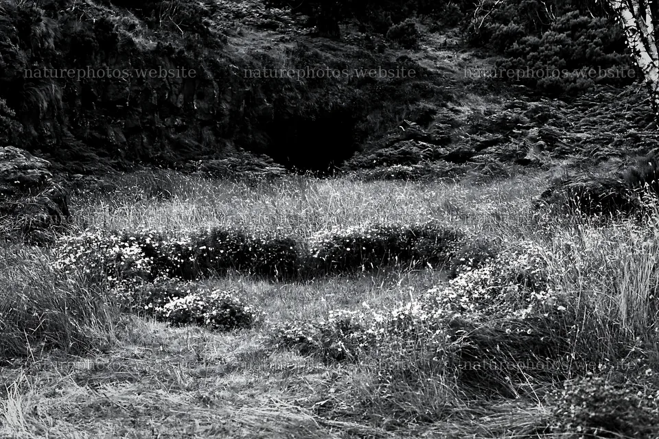 Christmas tree beyond cave in meadow with wildflowers – nature photos 9722x6480