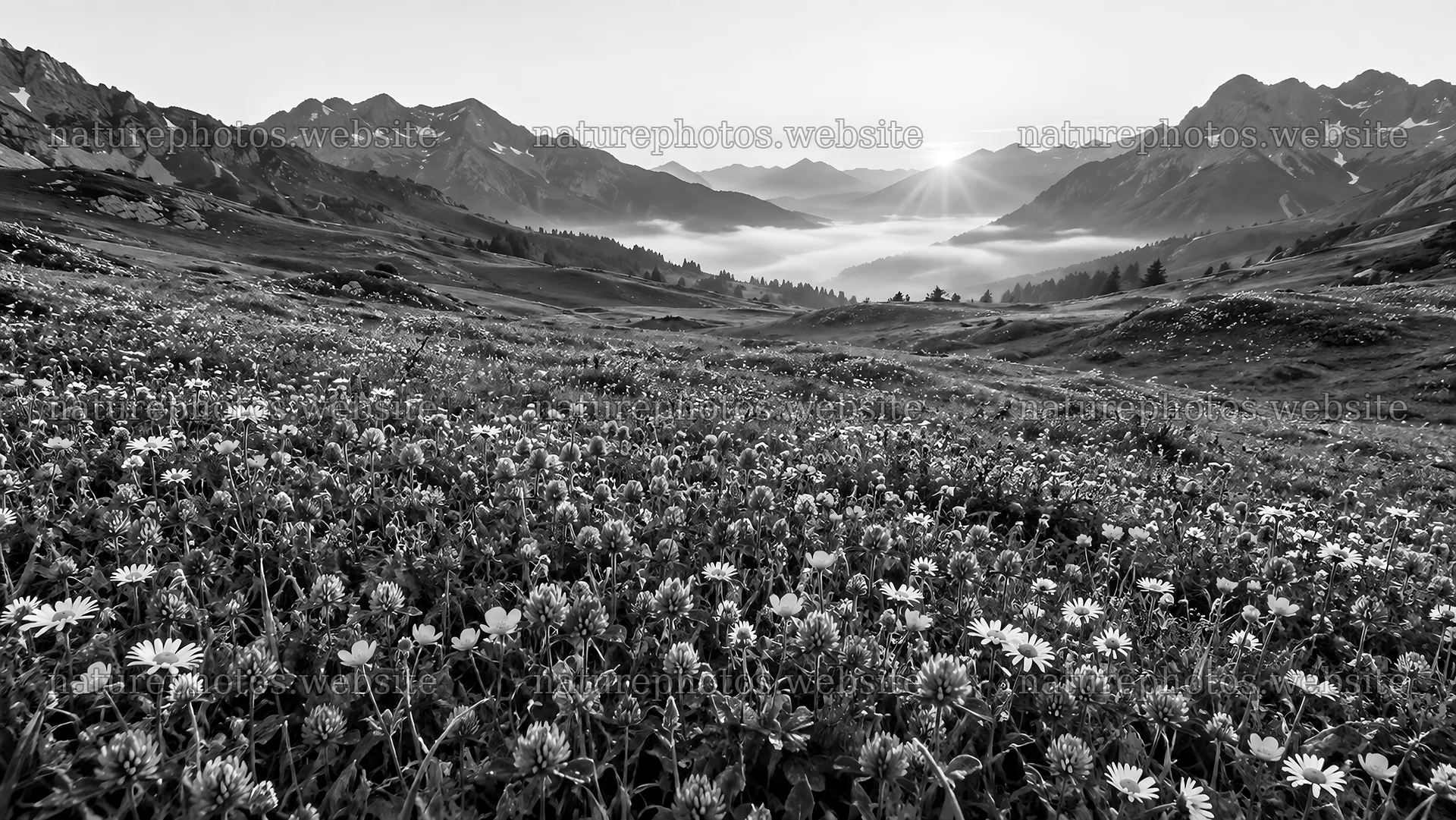 Monochrome Mountain Valley and Flowering Meadow – nature photos 10324x5812