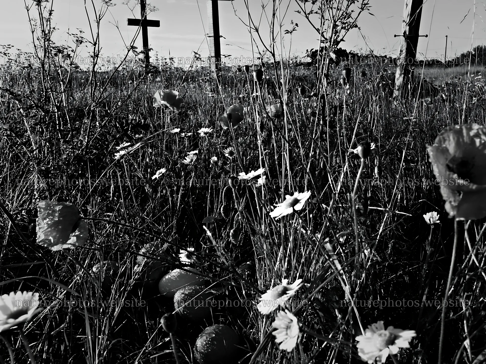 Crosses in a rain soaked meadow with flowers – nature photos 9174x6866