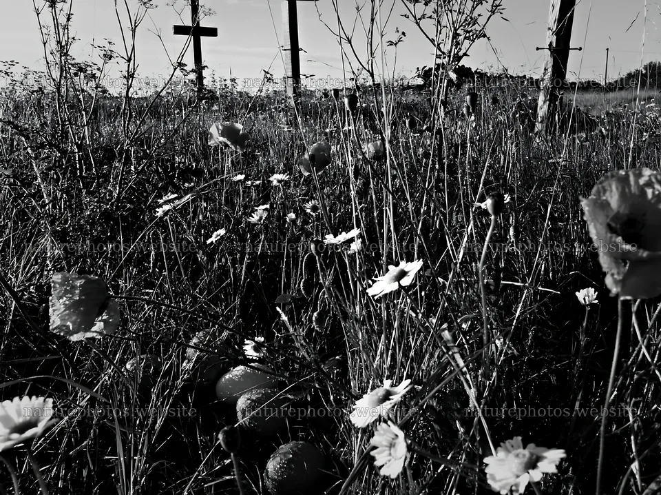 Crosses in a rain soaked meadow with flowers – nature photos 9174x6866