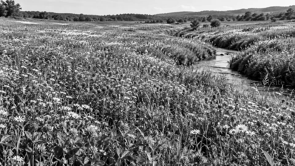 Monochrome Wildflower Meadow Along a Stream – nature photos 10324x5812