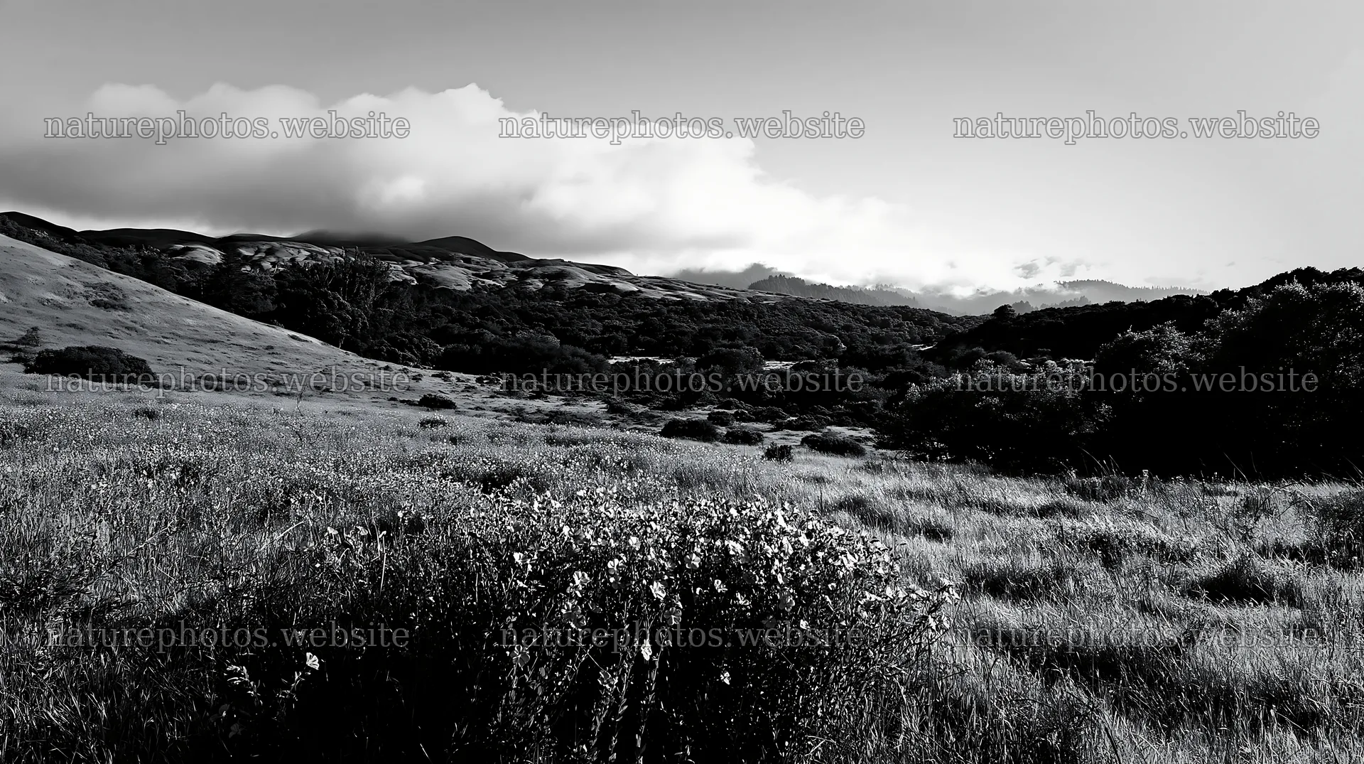 Cloudy foothills with wildflowers in a meadow landscape – nature photos 10608x5938