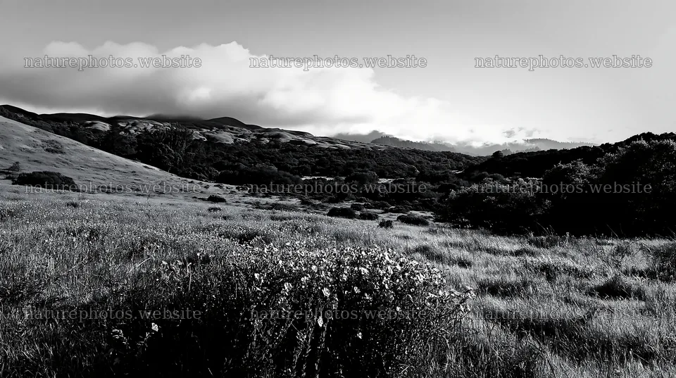 Cloudy foothills with wildflowers in a meadow landscape – nature photos 10608x5938