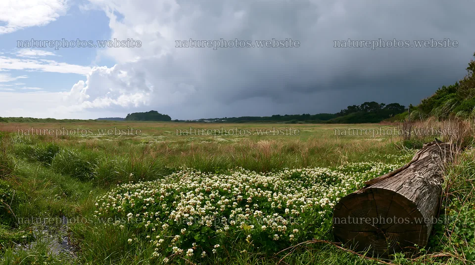 Chiba coastal meadow with driftwood and cloudy sky – nature photos 10608x5938