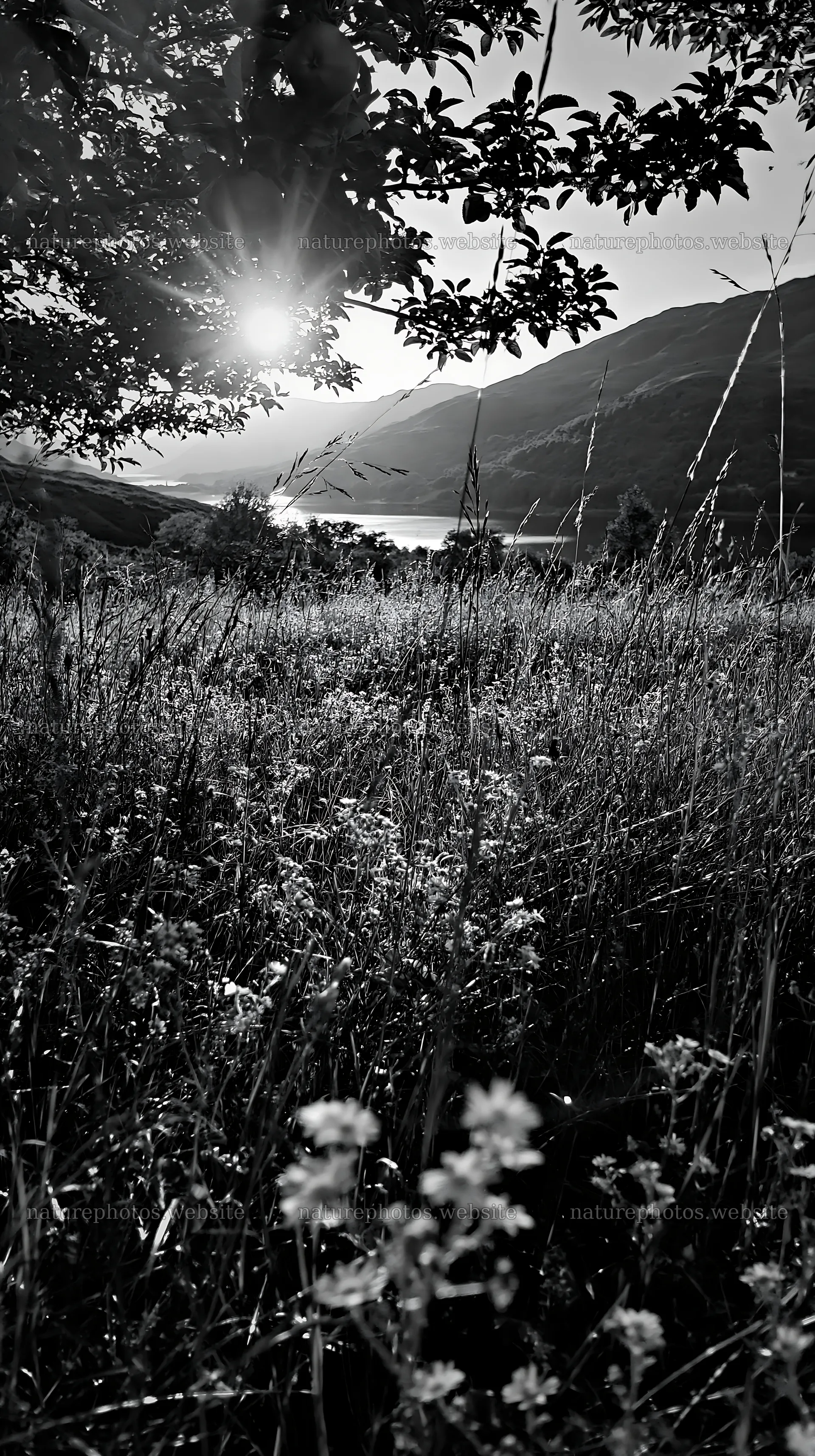 Highland apple meadow at sunset with flowers and mountains – nature photos 5938x10608