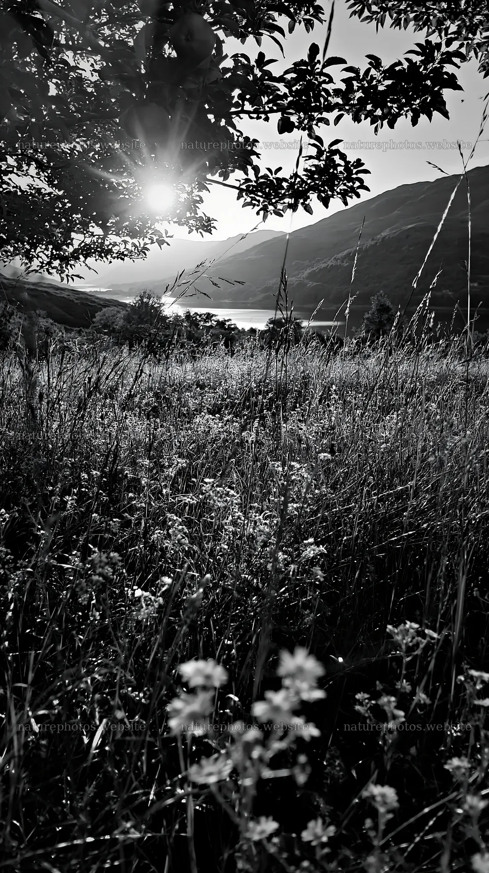 Highland apple meadow at sunset with flowers and mountains – nature photos 5938x10608