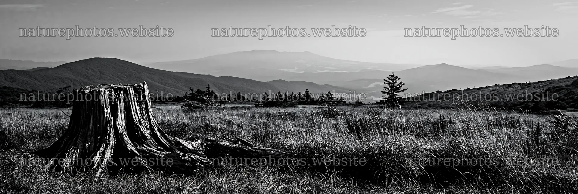 Fukushima native meadow with weathered stump in natural setting – nature photos 13690x4602