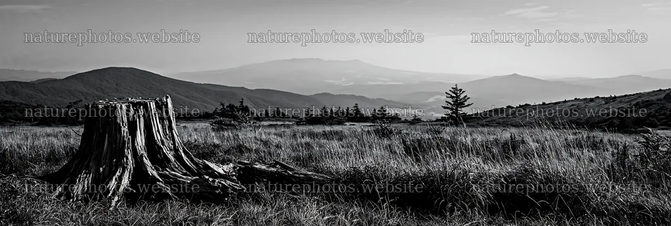 Fukushima native meadow with weathered stump in natural setting – nature photos 13690x4602